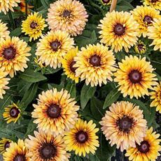 5056771000355 1 Rudbeckia hirta Flamenco Vanilla 3L.jpg